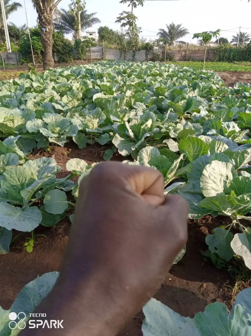 Farmer in Benin using modern agricultural technology - illustrating the challenges and opportunities in Beninese agriculture